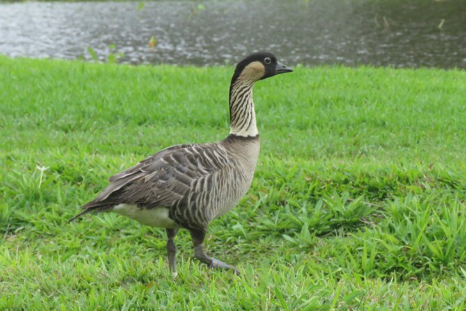 Creative Soul Scavenger Hunt( Hanapepe, Kauai) - Who should book the Hanapepe hunt