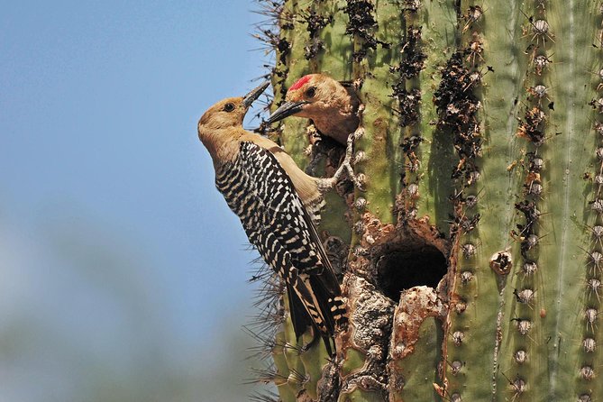 Creative Soul Scavenger Hunt(Sabino Canyon&Catalina Park,Tucson) - A scavenger hunt with a Sonoran Desert setting