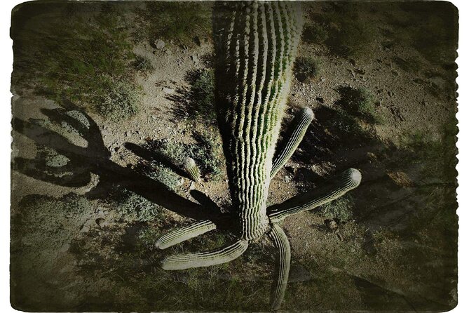 Creative Soul Scavenger Hunt(Sabino Canyon&Catalina Park,Tucson) - What the $35 price really covers