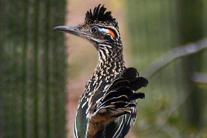 Creative Soul Scavenger Hunt(Sabino Canyon&Catalina Park,Tucson) - Who will enjoy this most