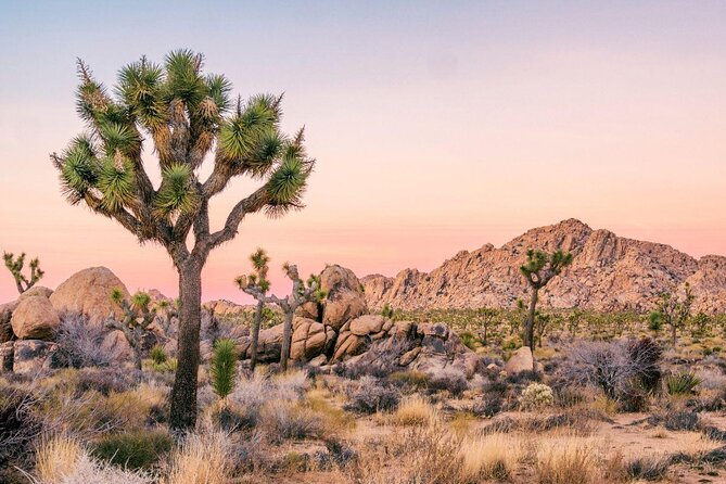 CreativeSoul ScavengerHunt(Hidden Valley,Joshua Tree)Remote Host - Key things to know before booking