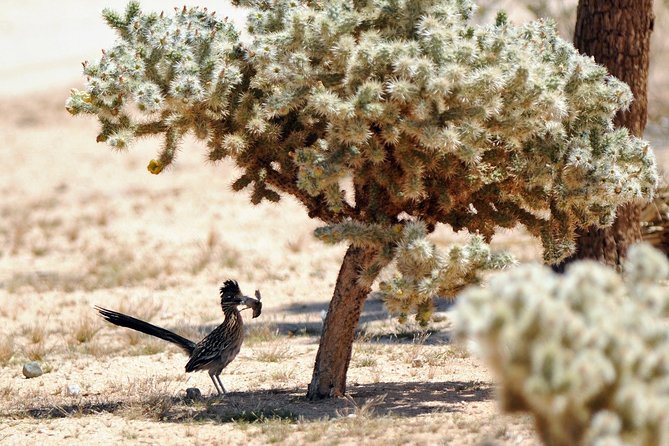 CreativeSoul ScavengerHunt(Hidden Valley,Joshua Tree)Remote Host - Why the missions can make Joshua Tree feel different