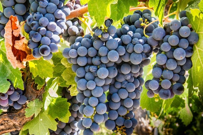 Paso Robles Scavenger Hunt Adventure - How the Paso Robles Hunt Works