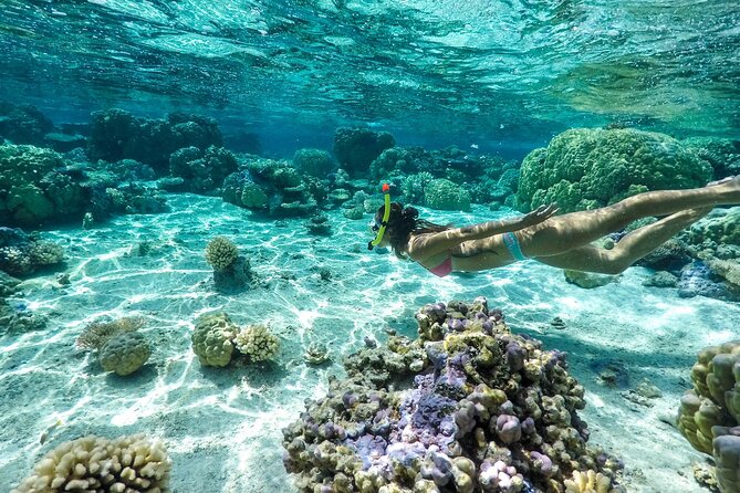 Private 4 Hours Reef Discovery Luxury Private Treasure Hunt in Bora Bora - The coral garden and tropical fish