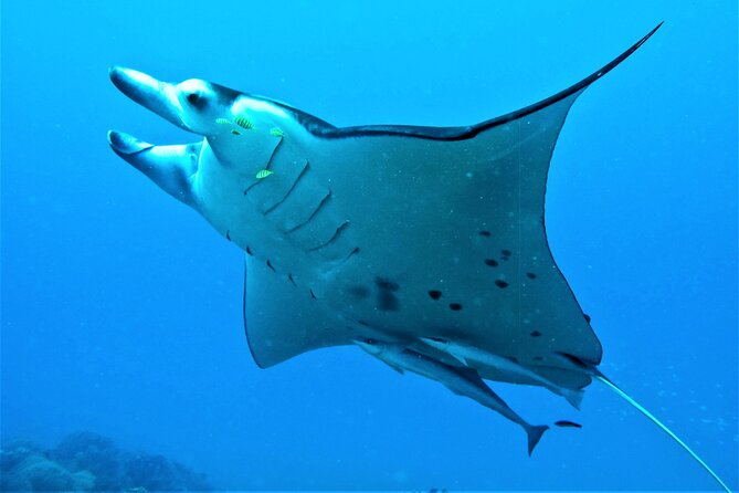Private 4 Hours Reef Discovery Luxury Private Treasure Hunt in Bora Bora - Eagle rays, sharks, and the biggest wildlife moments