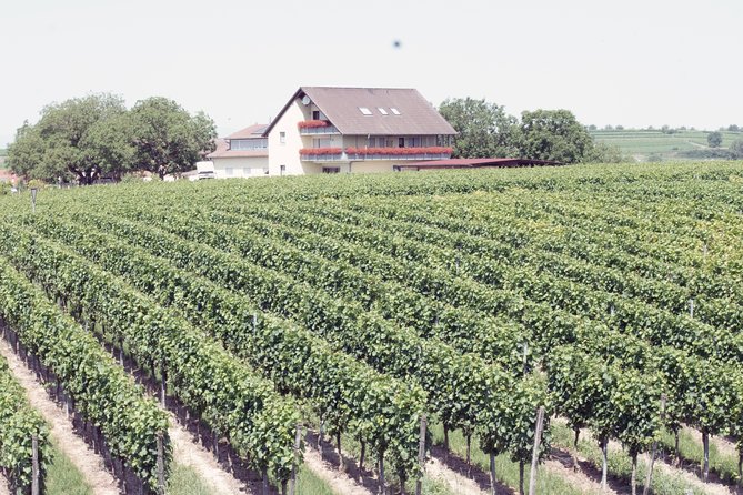 Private: Outdoor Escape Game Tuniberg: Eduardo & the Wine Secret - A wine-themed setting without a wine tasting
