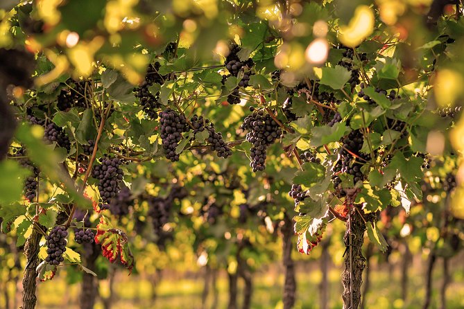 Private: Outdoor Escape Game Tuniberg: Eduardo & the Wine Secret - Is $102.92 per person a fair price?