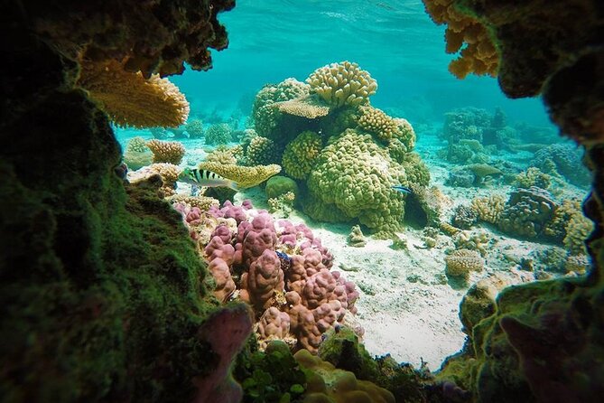 Reef Discovery Private Treasure Hunt - Starting at 9:00 a.m. with pickup